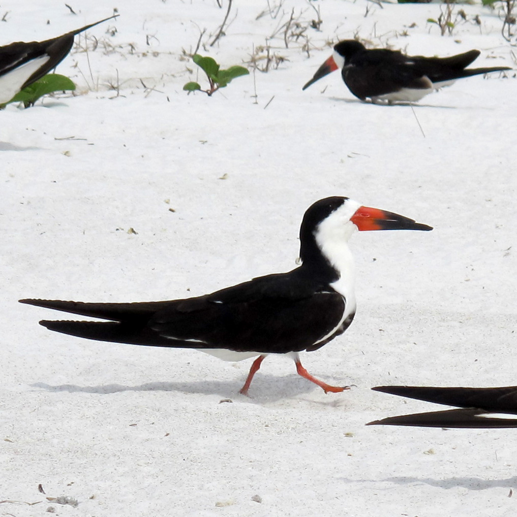 Black Skimmer