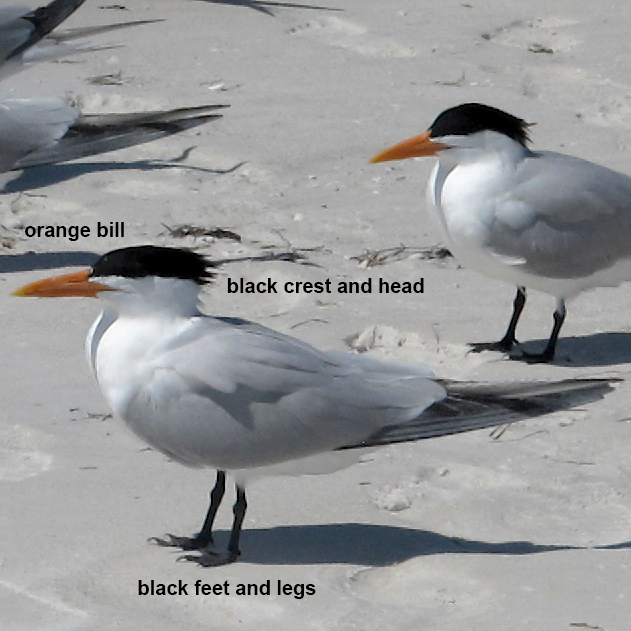 Royal Tern