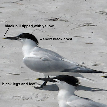 Sandwich Tern