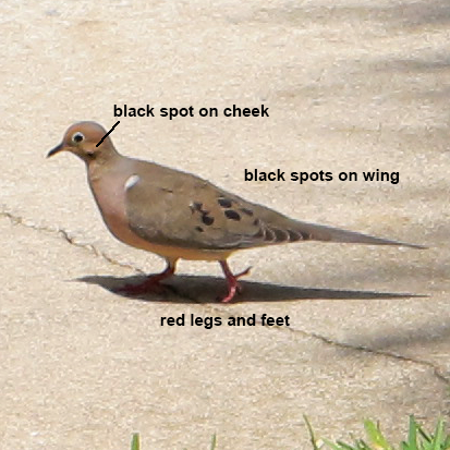 SemipalmatedSandpiper