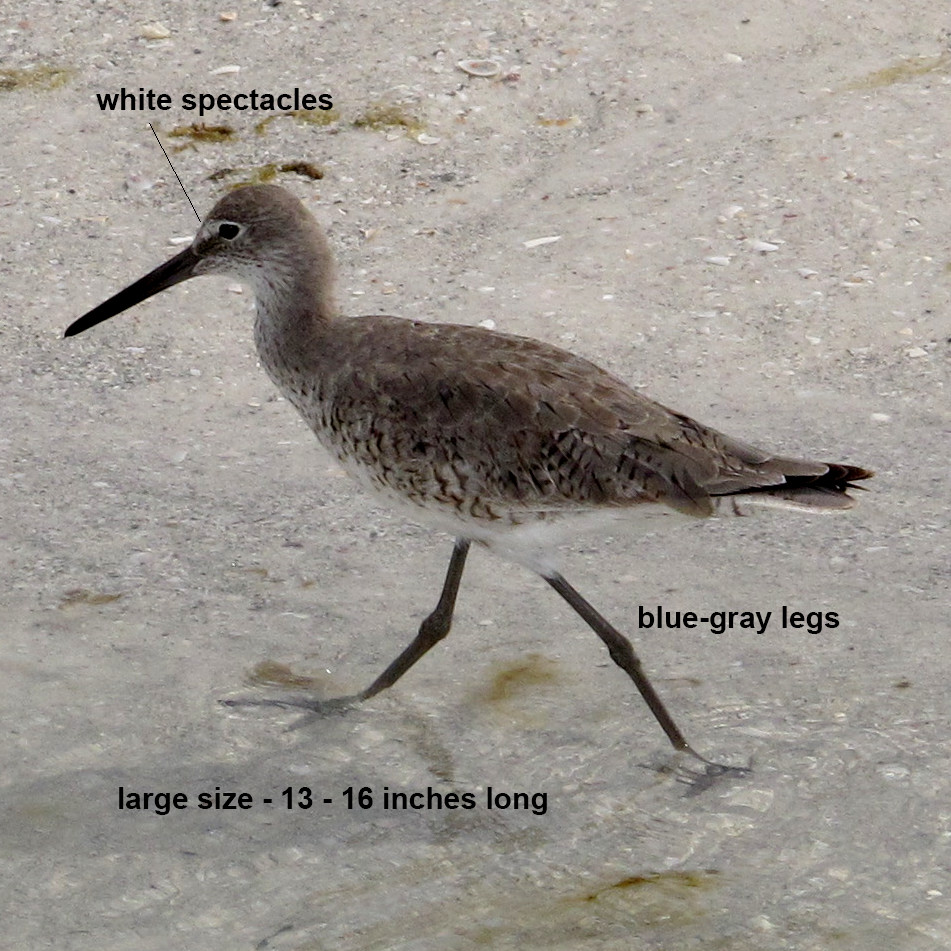 Willet