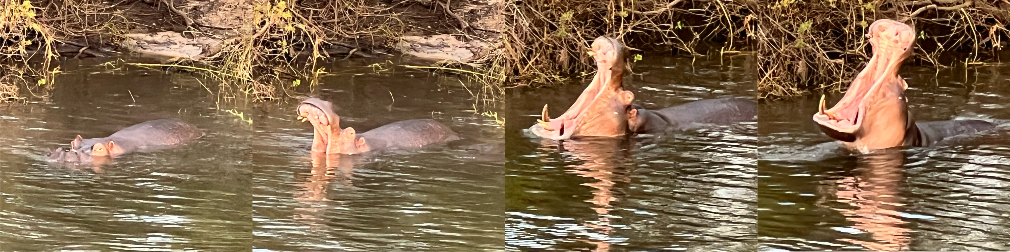 Hippo Montage
