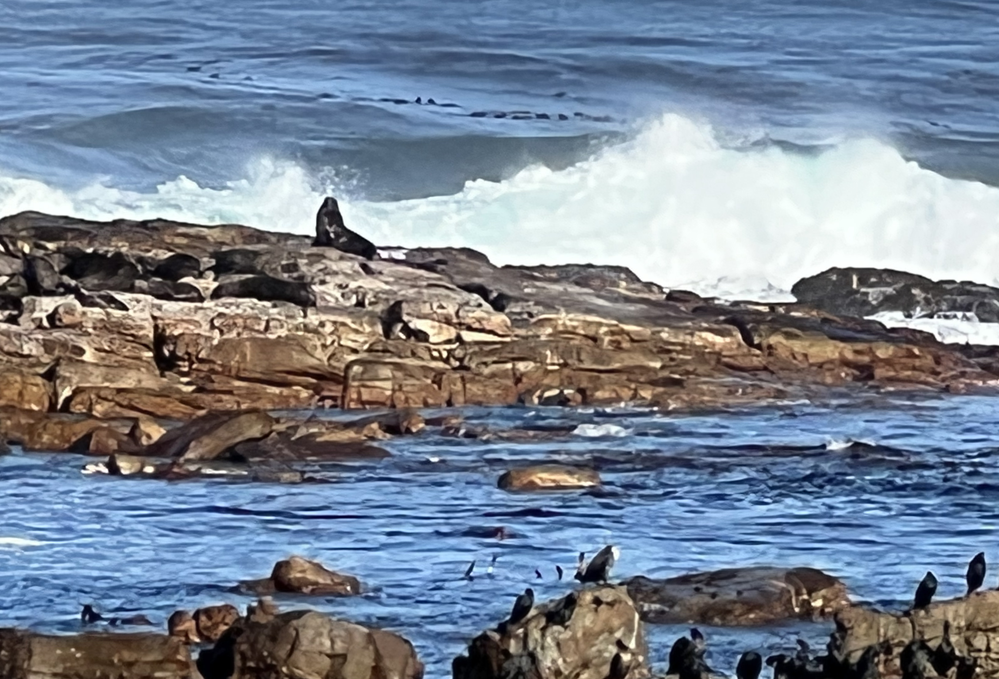 Big Seal