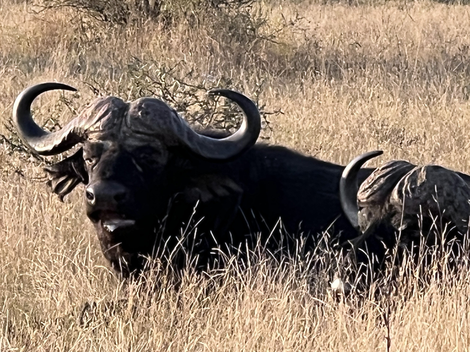 Cape Buffalo