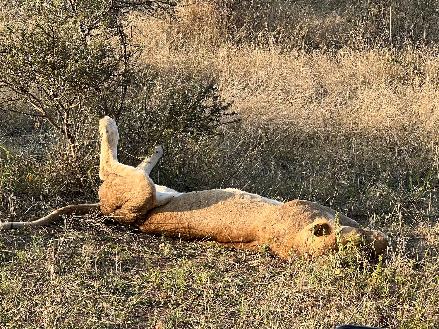 Lazy Lion