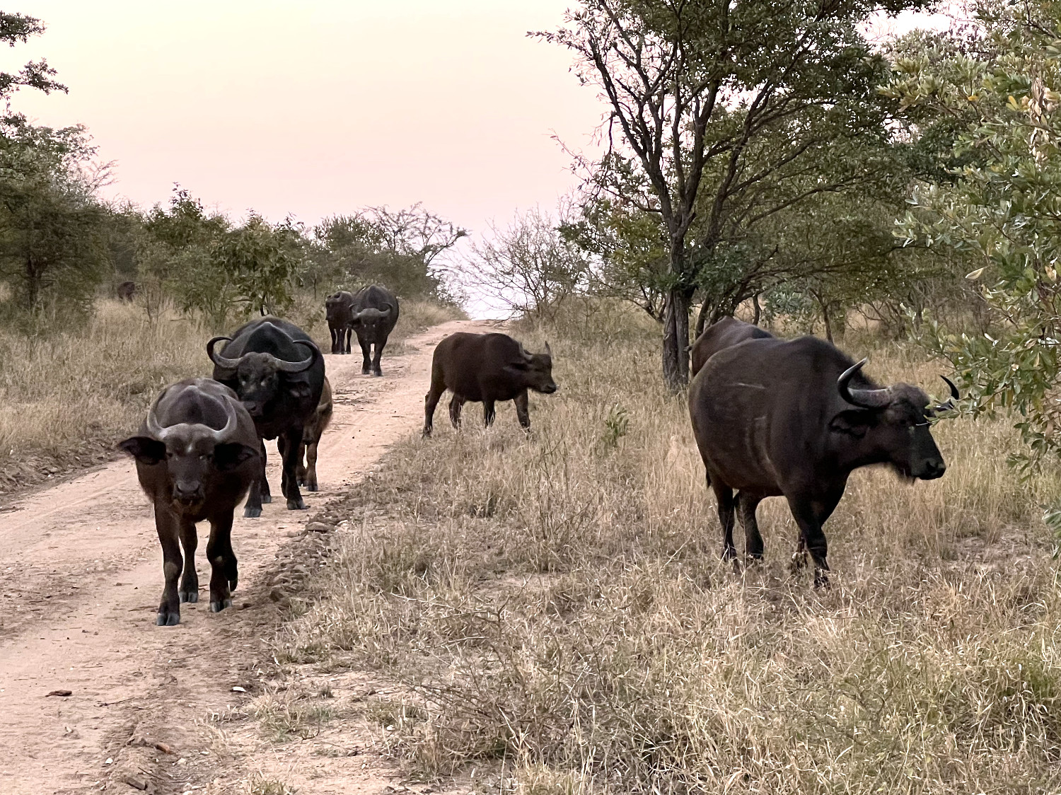 Herd of buffalo