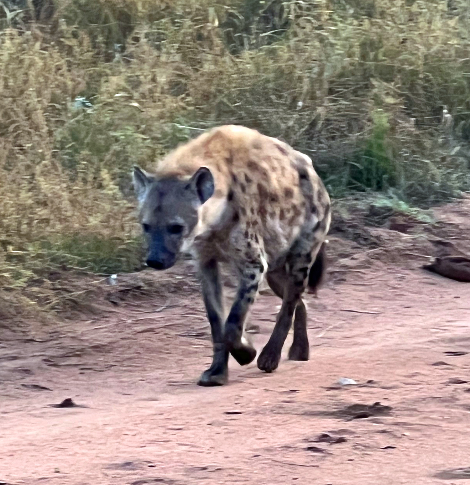 Hyena