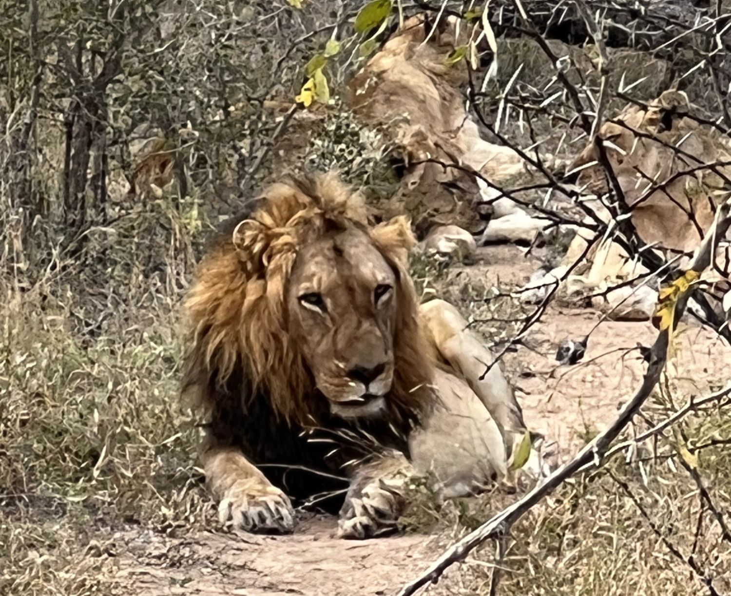 Female Lion staring