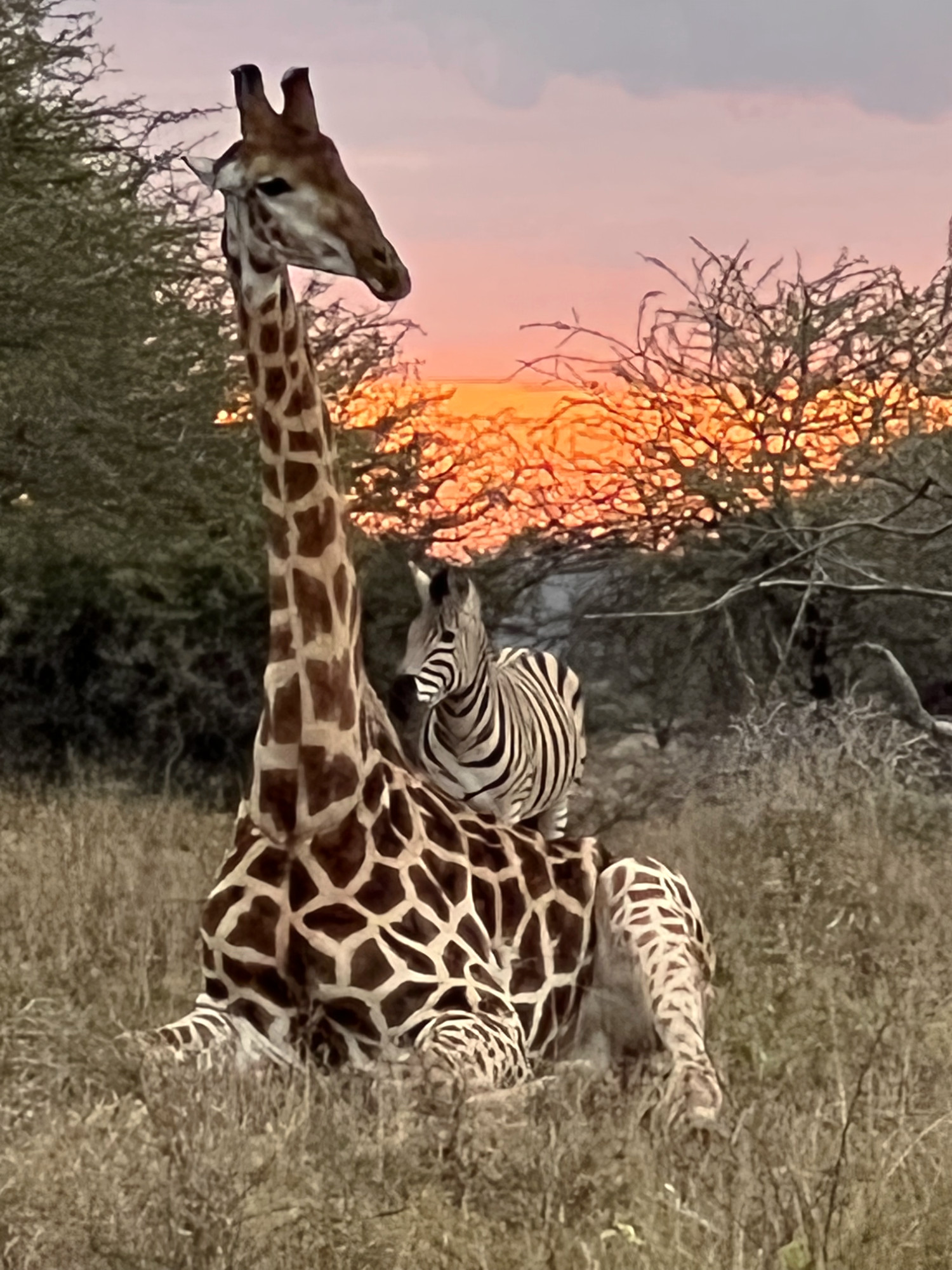 Giraffe and Zebra