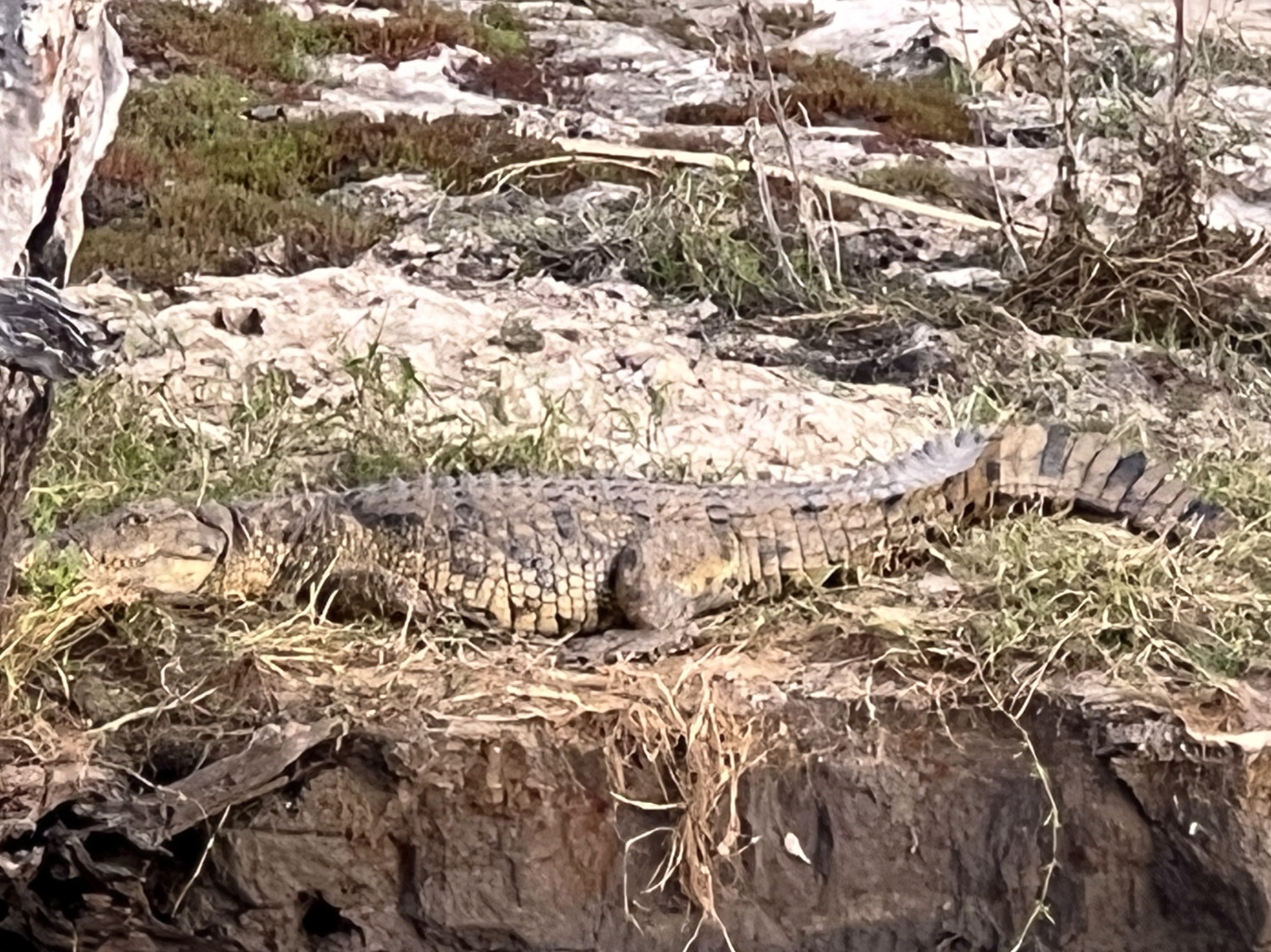 Alligator