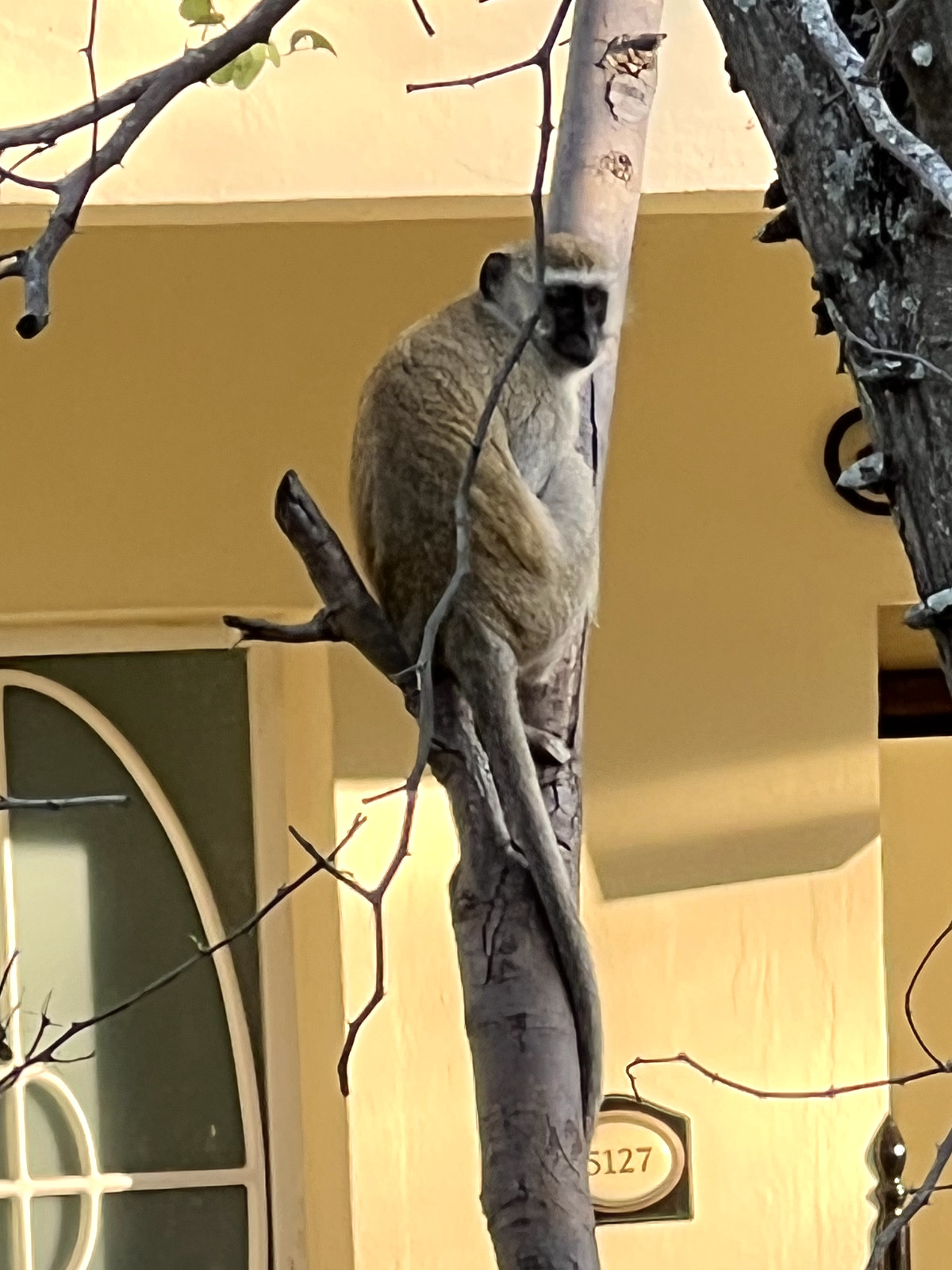 Monkey
