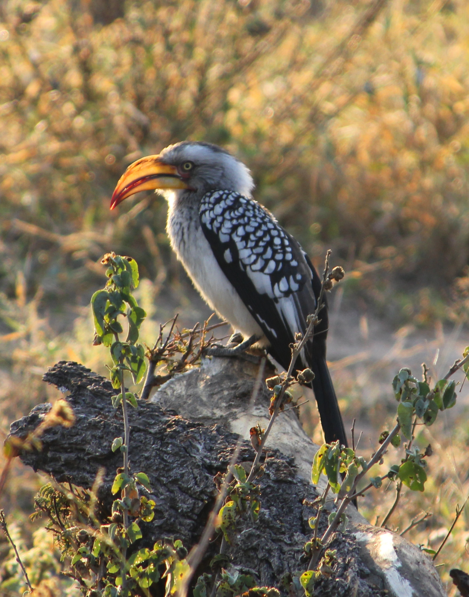 Hornbill