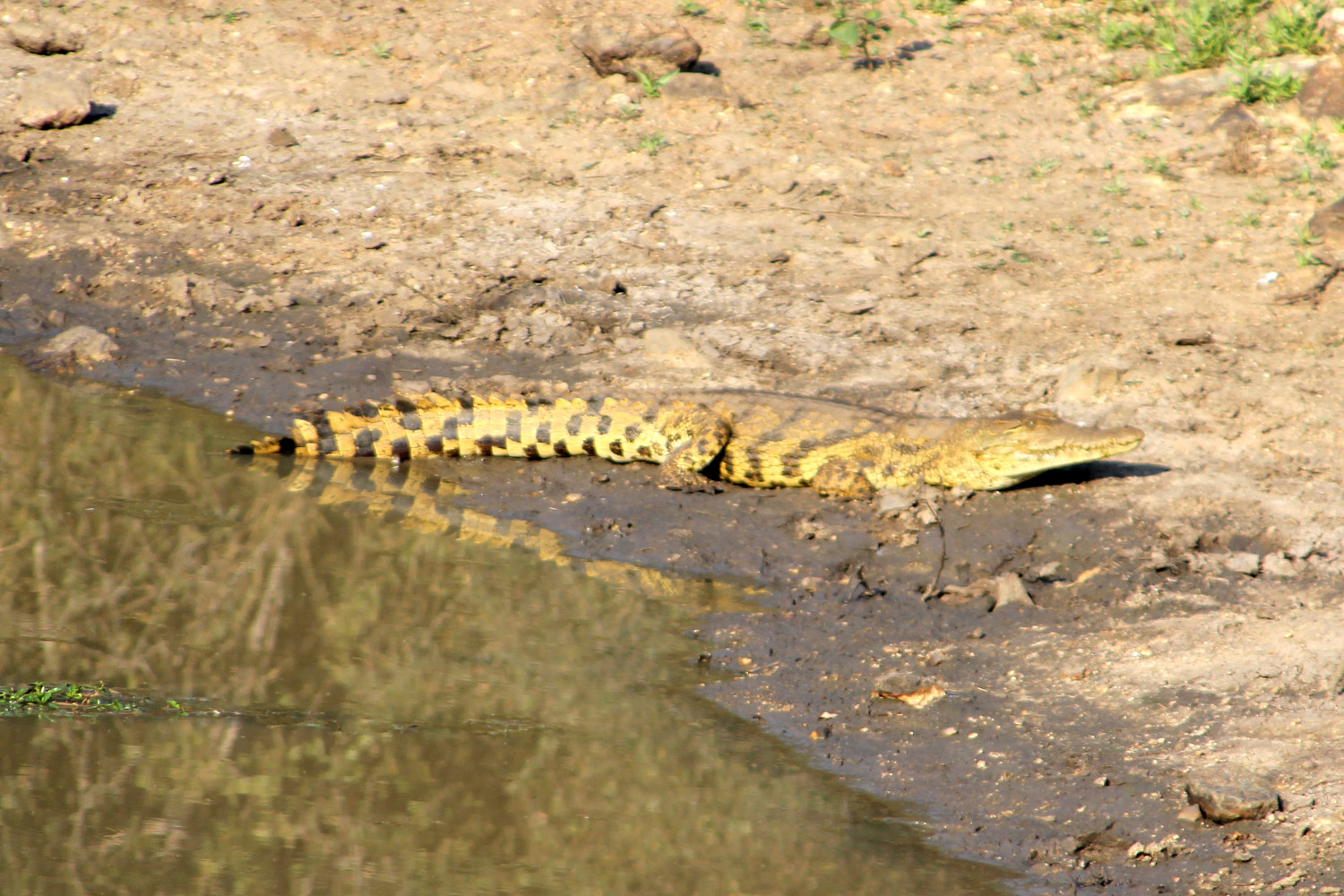 Crocodile