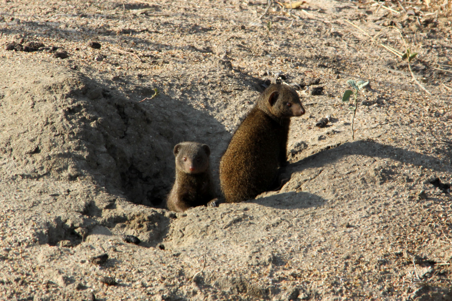mongoose