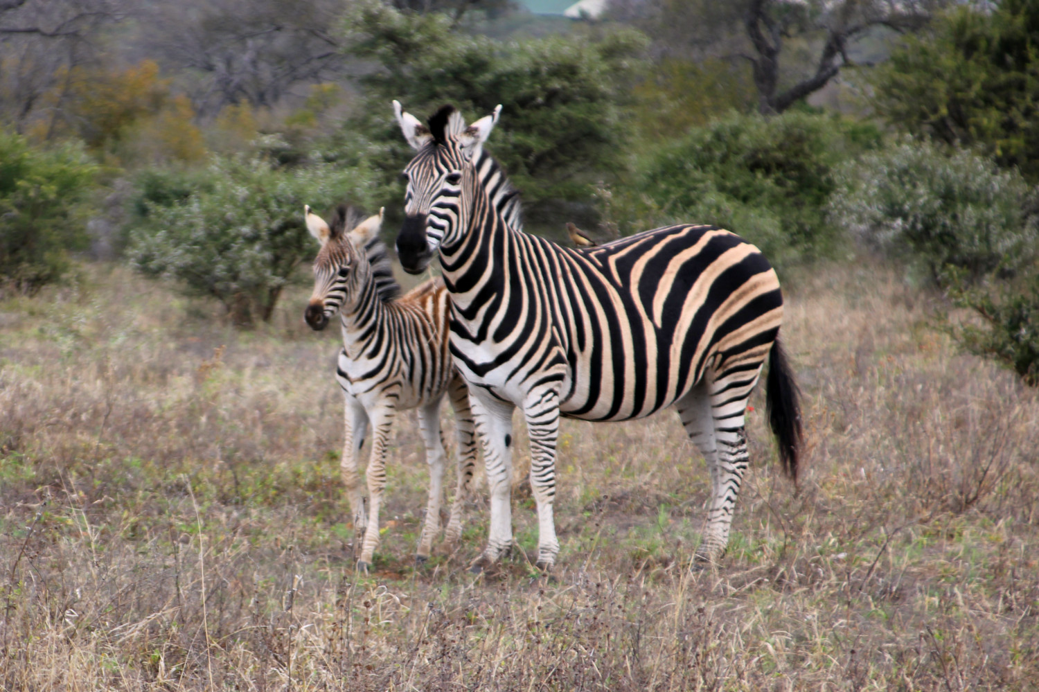 Zebra and baby