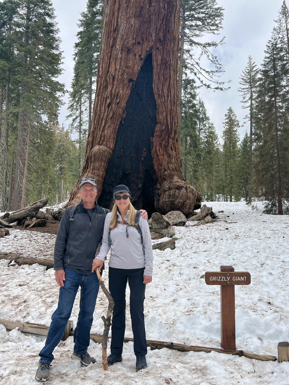 Grizzly Giant