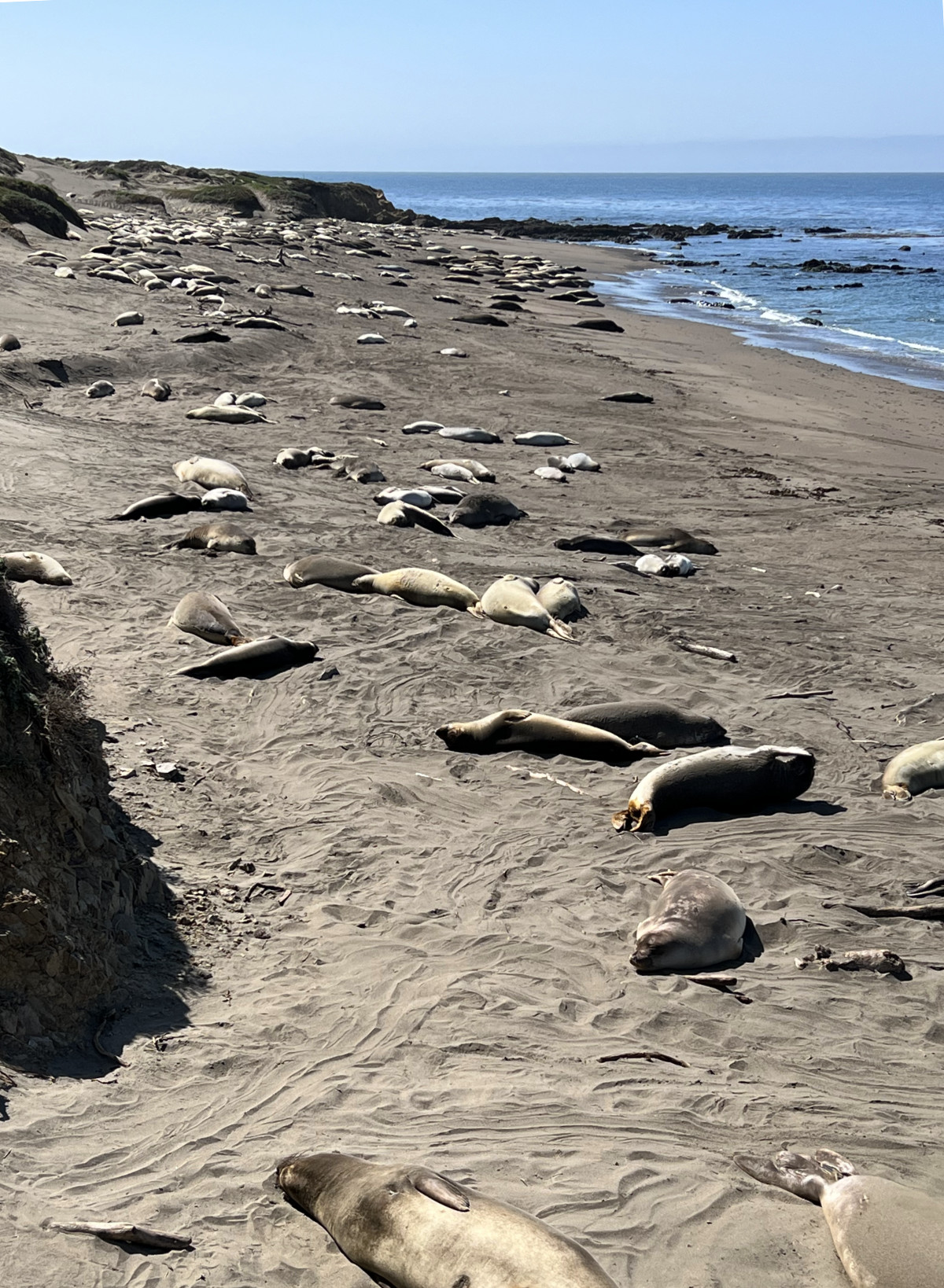 Elephant Seal Beach