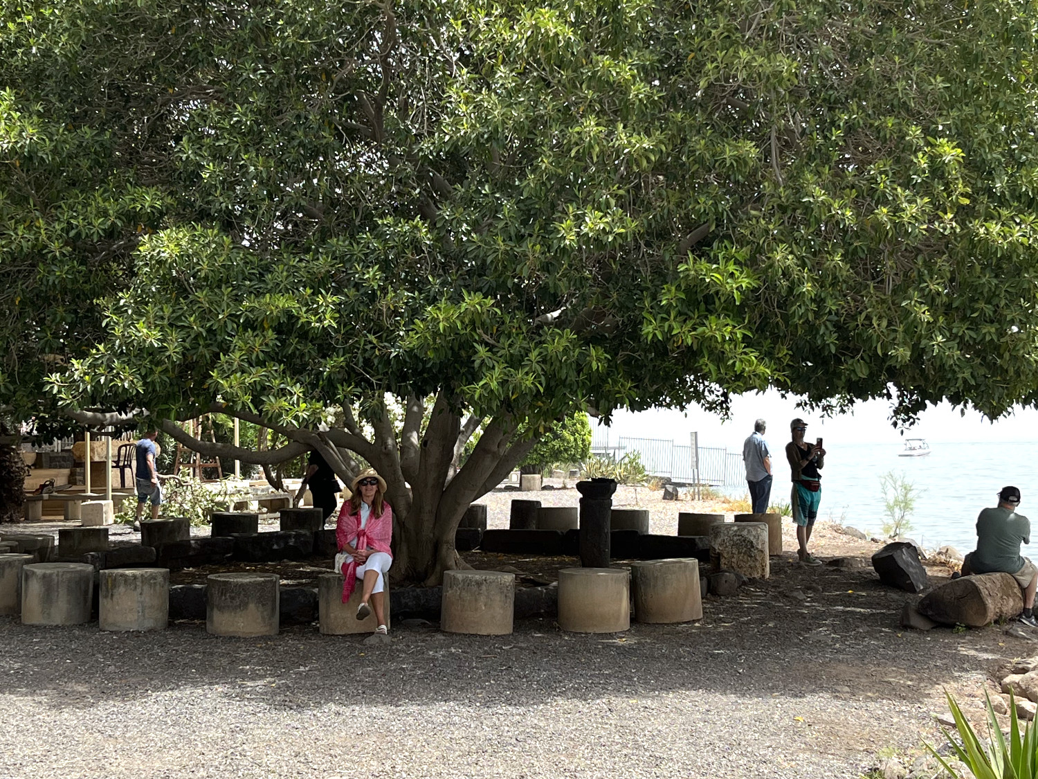 Kathy under Olive Tree at Sea of Galilee