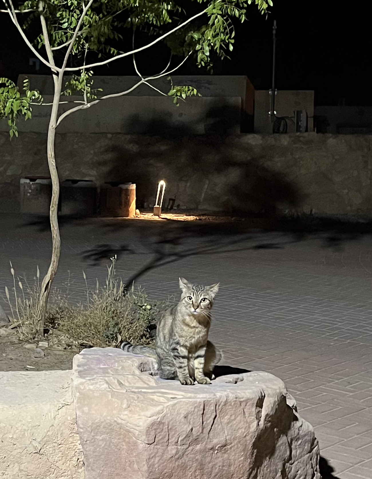 cat