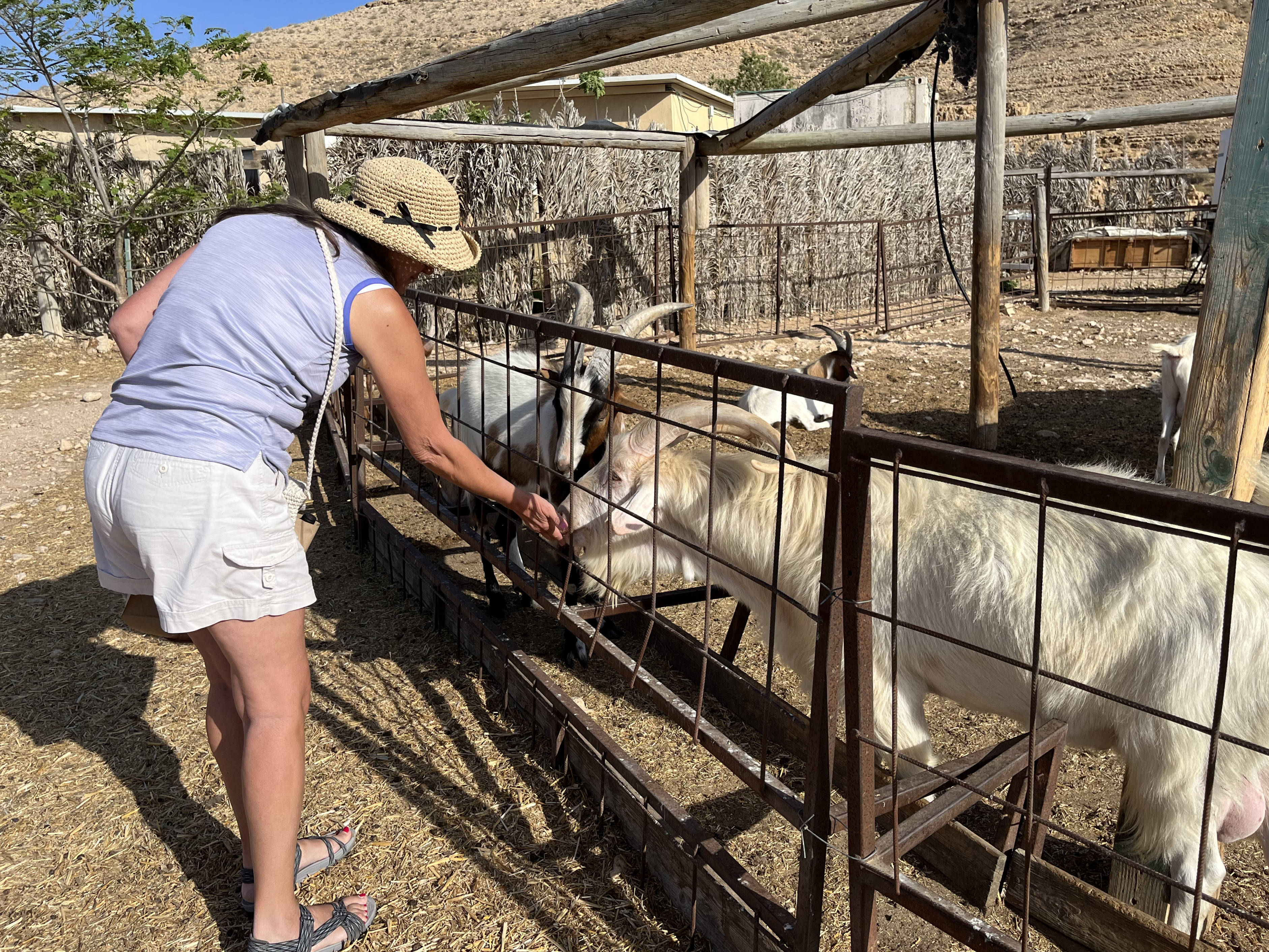 Feeding the goats