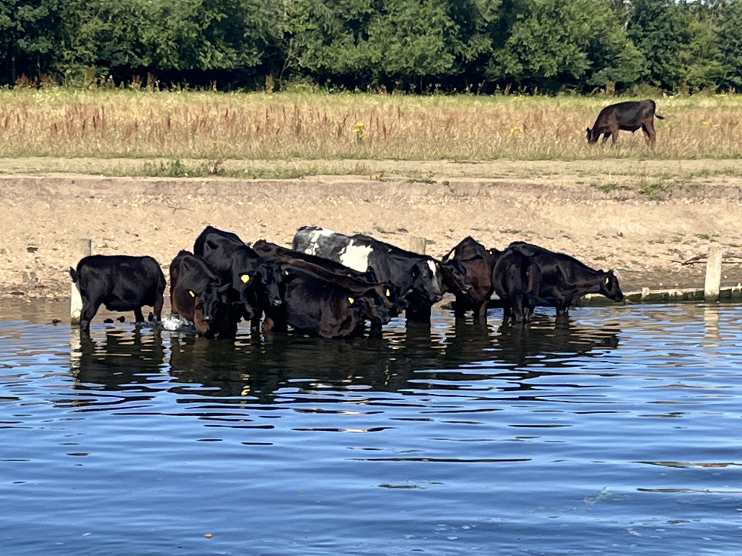 Cows