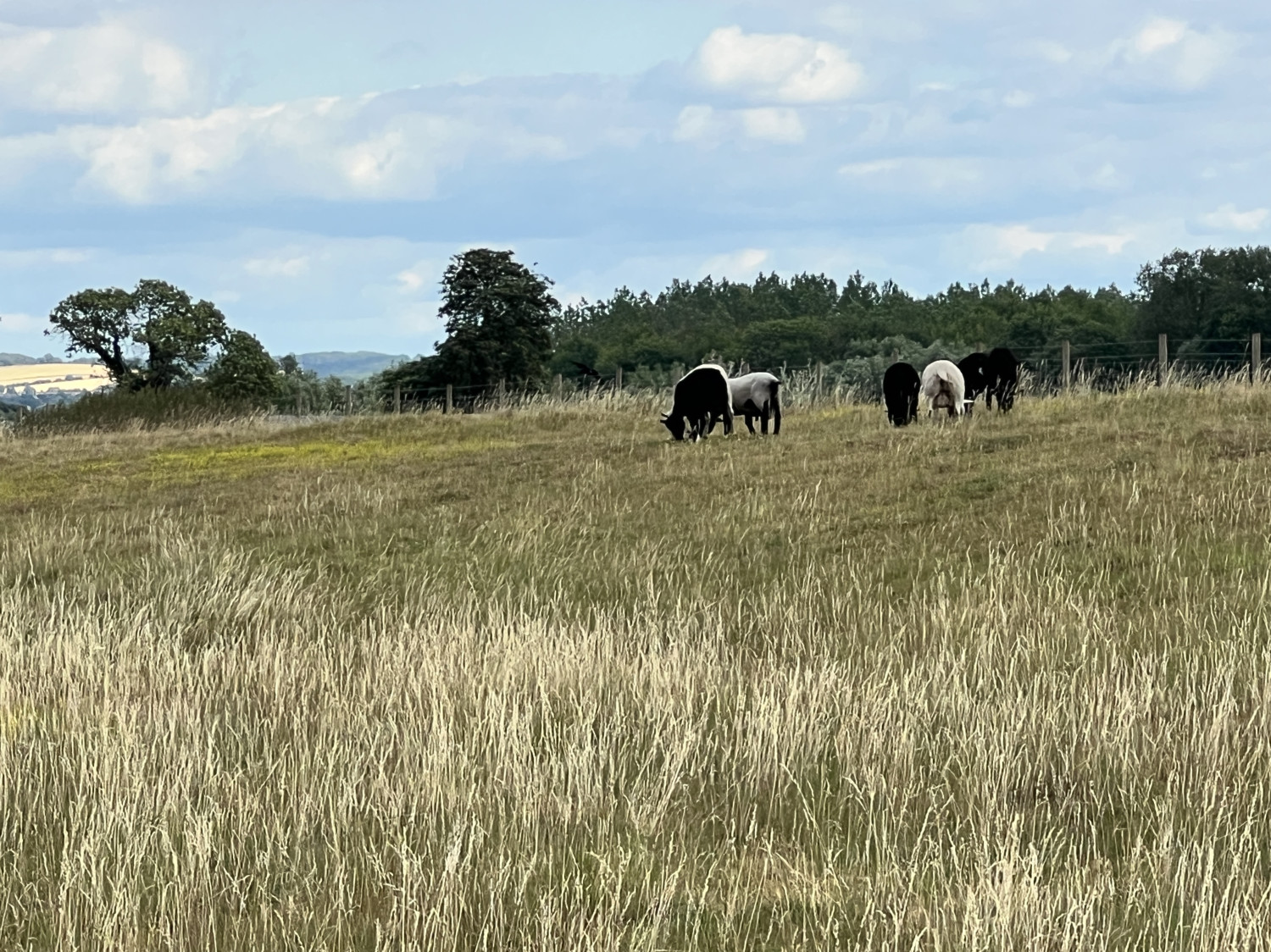 Cow pasture