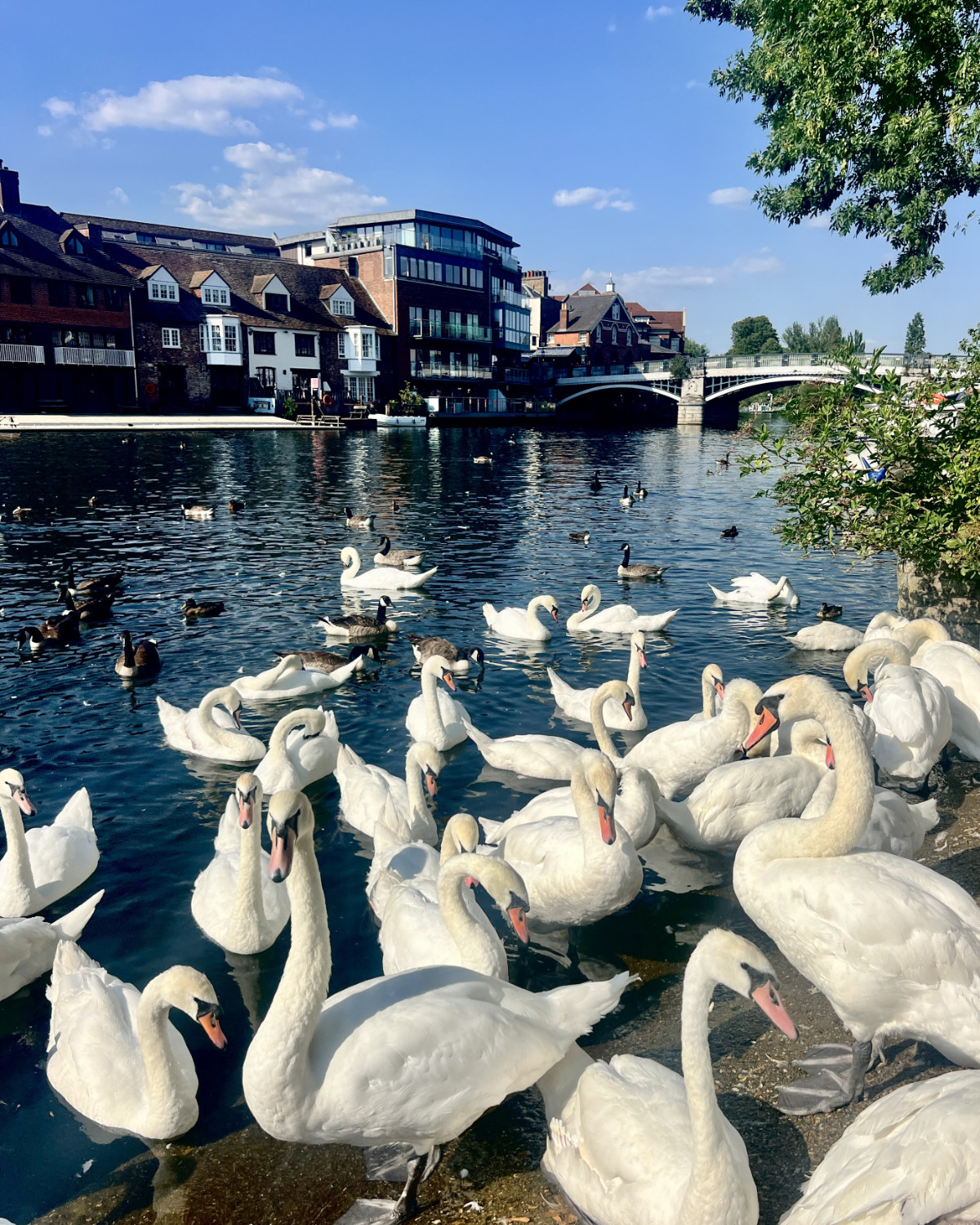 Swans