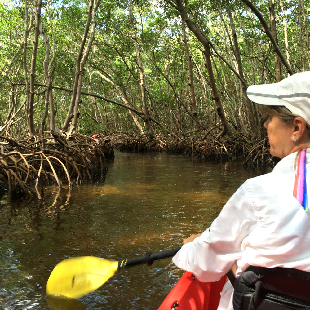 mangroveKayak