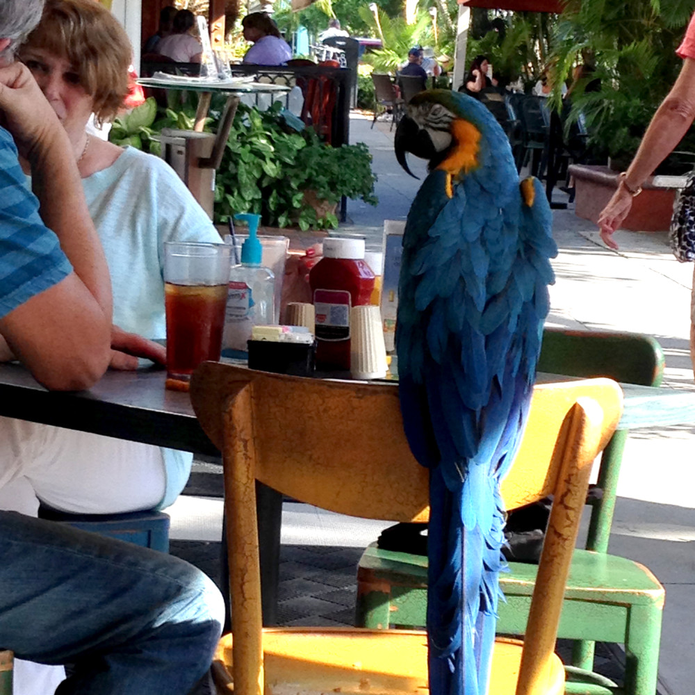 parrot